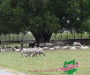 syl_0300-copie