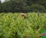 jml_1589-copie