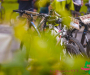 bf_01565-copie