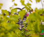 bf_01574-copie