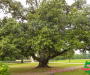 bbr_2646-copie