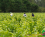 syl_0388_1-copie