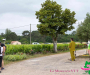 syl_0391_1-copie